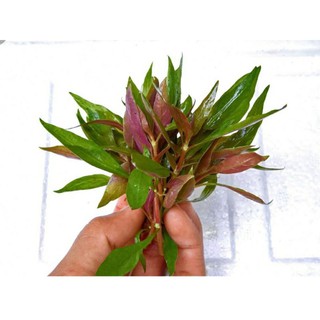 cây Huyết Tâm Lan mini