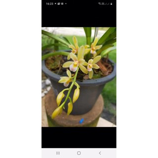 Hoa lan kiếm Hoàng Yến