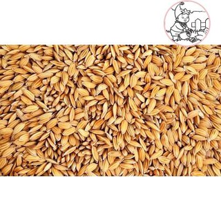 1 Kg Lúa hạt - Thóc - Trồng chậu cây cảnh trang trí nhà cửa, quán cafe, thức ăn cho gà, chim...