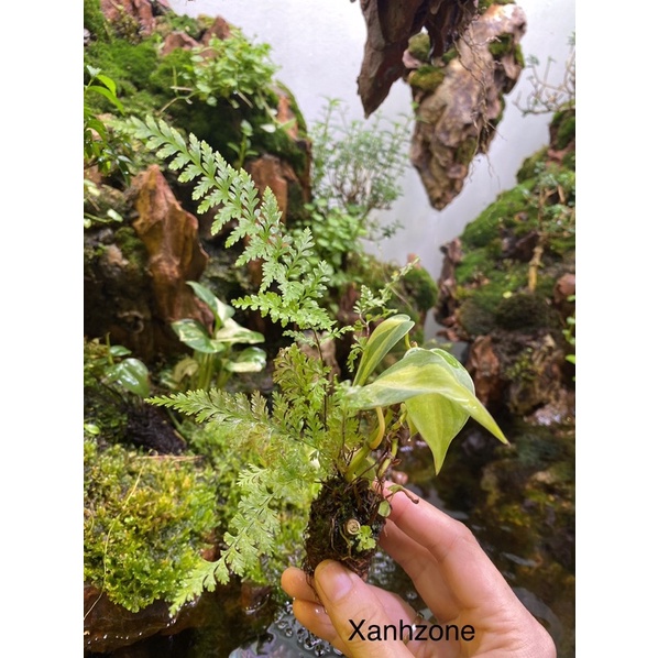 Cây thả nước bể cá, hồ bán cạn, trồng bể terrarium, non bộ