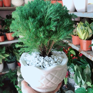 Chậu Cây Tùng Bồng Lai