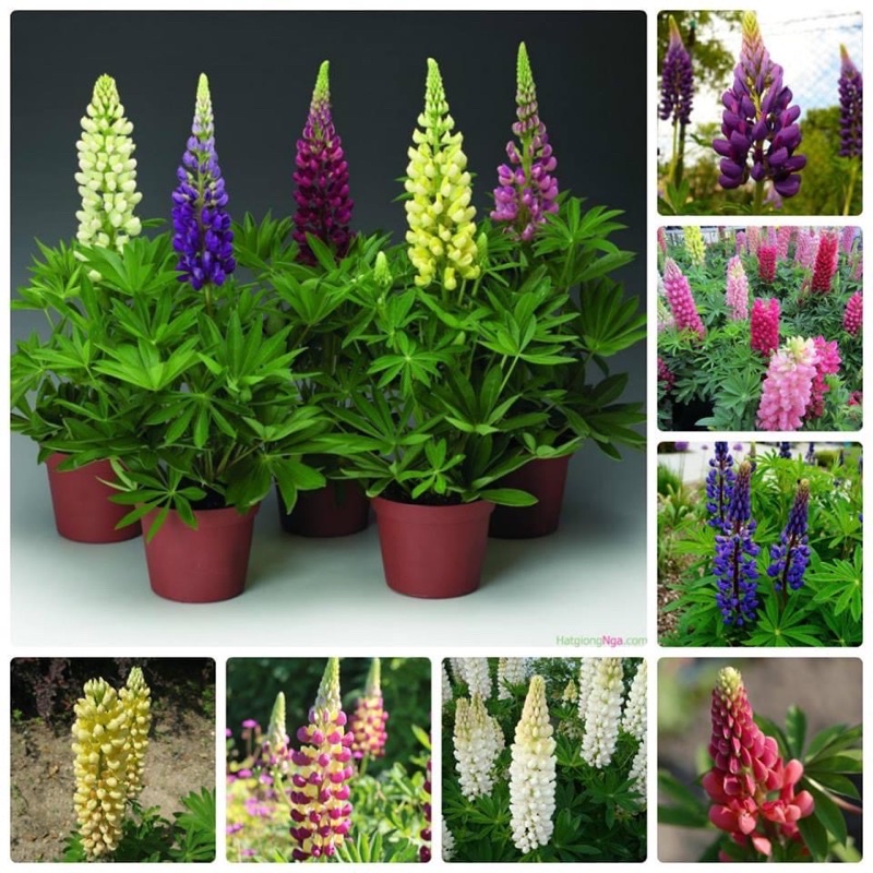 Hạt Giống Hoa Lupin HOA TẾT