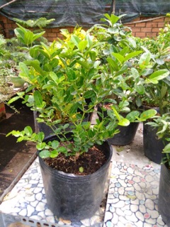 Cây si rô ăn quả