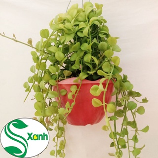 Chậu Treo Ban Công, Cây Đô La