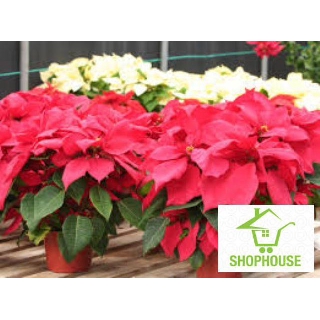 shophouse Gói 100 hạt giống cây trạng nguyên màu đỏ  SHOP HOUSE  TẾT KHUYẾN MẠI