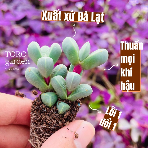 SEN ĐÁ TIM ĐÀ LẠT SIZE MINI, SIÊU KHOẺ ĐẸP, THUẦN MỌI KHÍ HẬU, HƯ 1 ĐỔI 1