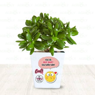 Cây Ngọc Bích & Châu Sứ