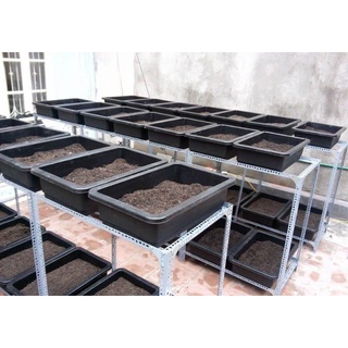 Com bo 10 chậu trồng rau