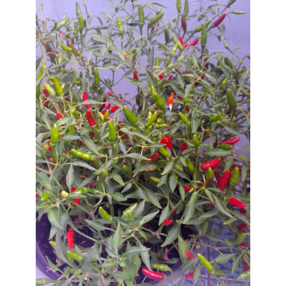 HẠT GIỐNG CÁC LOẠI ỚT - 1 Gói