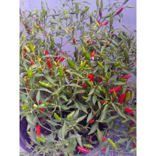 HẠT GIỐNG CÁC LOẠI ỚT - 1 Gói