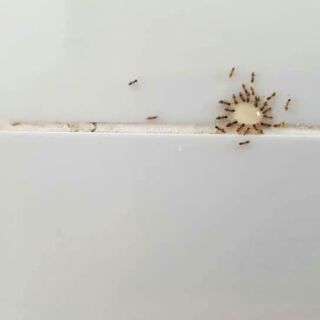 Mật diệt gián và kiến