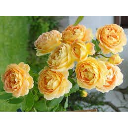 Hoa hồng leo vàng Golden celebration Rose