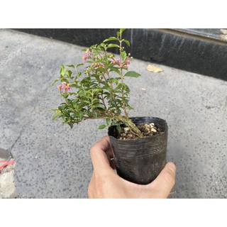 Bonsai Hồng Ngọc Mai (Hiếm) - Cây Bonsai mini, bonsai bông hồng- Setup tiểu cảnh, bán cạn, terraiurms - combo giá thể