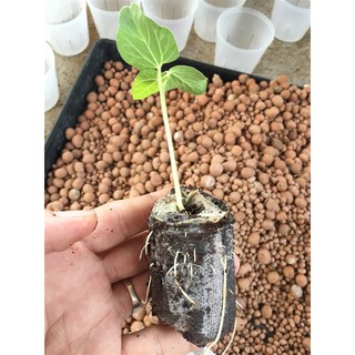 Combo 50 Viên Nén Ươm Hạt Đảm Bảo Cho Hạt Nảy Mầm 99%