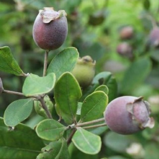 Cây Sim giống (ảnh thật cuối)