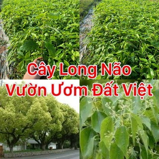 Cây giống long não cây cao 20 -25cm
