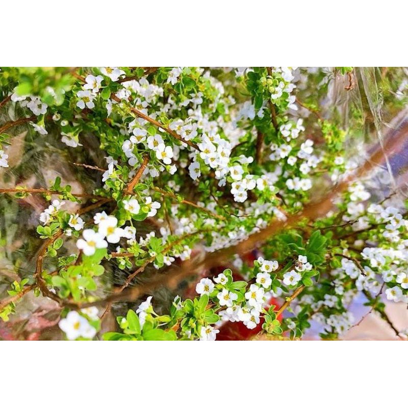 Hoa tuyết mai hoa tết