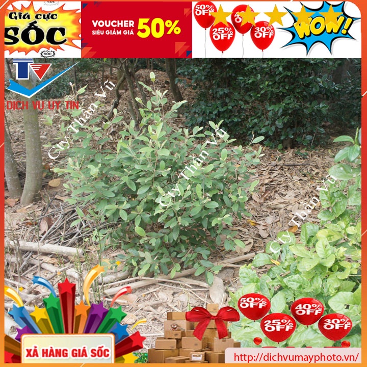 Giống Cây sim giống ta sim rừng ăn quả làm cảnh ngâm rượu hoa đẹp cây dễ trồng sức sống mạnh