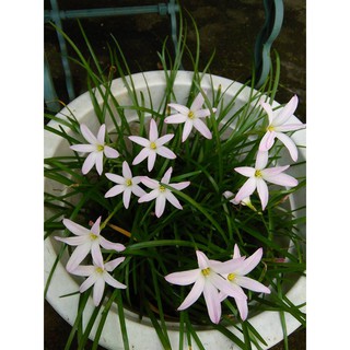 combo 20 củ huệ mưa Thái First love