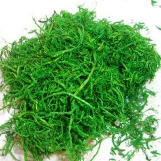 100G CỎ SỢI/ BỘT CỎ