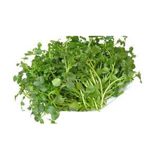 Hạt giống Xà lách Xoong/Cải Xoong