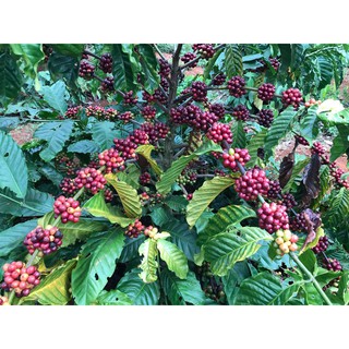 [500g] Cà phê Robusta bột xay sẵn - The Kaffeine Farm