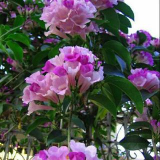 Cây Ánh Hồng dây leo ( Lan Tỏi )