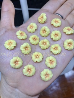 Hoa đậu ombre ( chọn đúng màu theo phân loại )