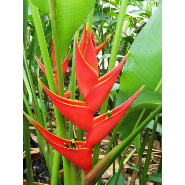 Chuối Phao chỉ thiên