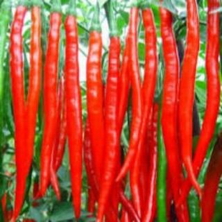 hạt giống ớt dài hàn quốc 20  hạt