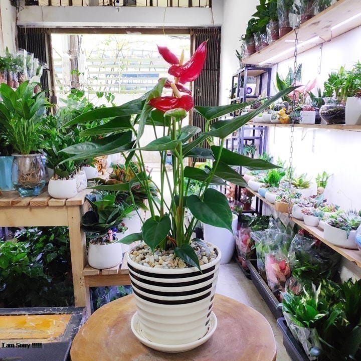 Cây Hồng Môn để bàn, cây trồng chậu sứ phối tiểu cảnh đẹp
