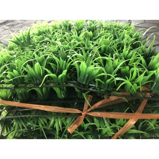 Vỉ cỏ nhựa mily trang trí