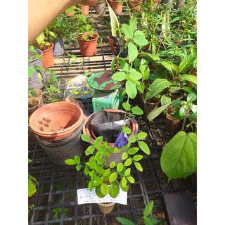 cây giống hoa đậu biếc kép