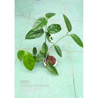 Lan cẩm cù - số 03