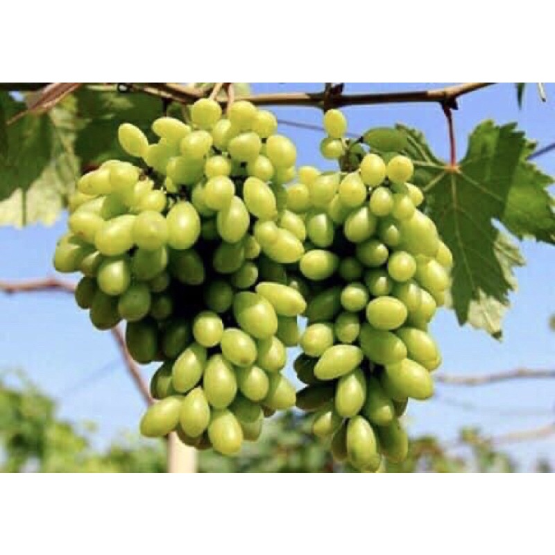 Nước nho lên men tự nhiên Đặc sản Ninh Thuận - Ninhthuanfood.vn