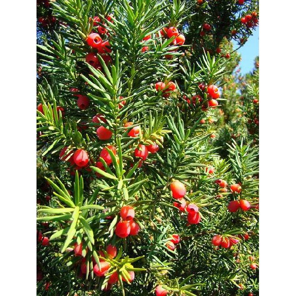 Sét tinh dầu thông đỏ 120 viên | BigBuy360 - bigbuy360.vn