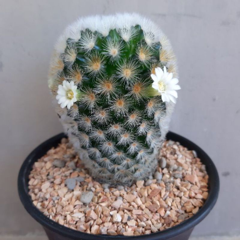 Sale 50%- Xương Rồng Mammi Carmen rất đẹp.
