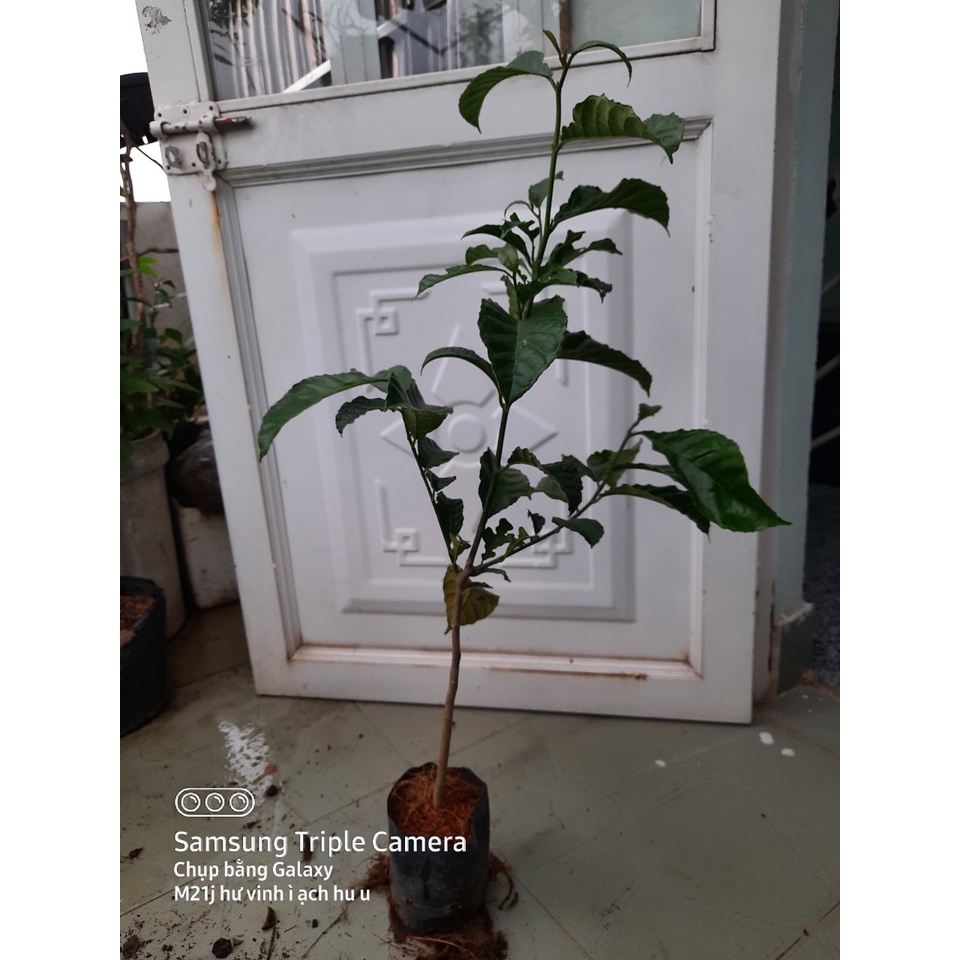 Cây chay giống cao 70cm, lựa chọn cây
