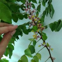 Cây 🌲 Khế ngọt.... thái ...1m5 đang trái