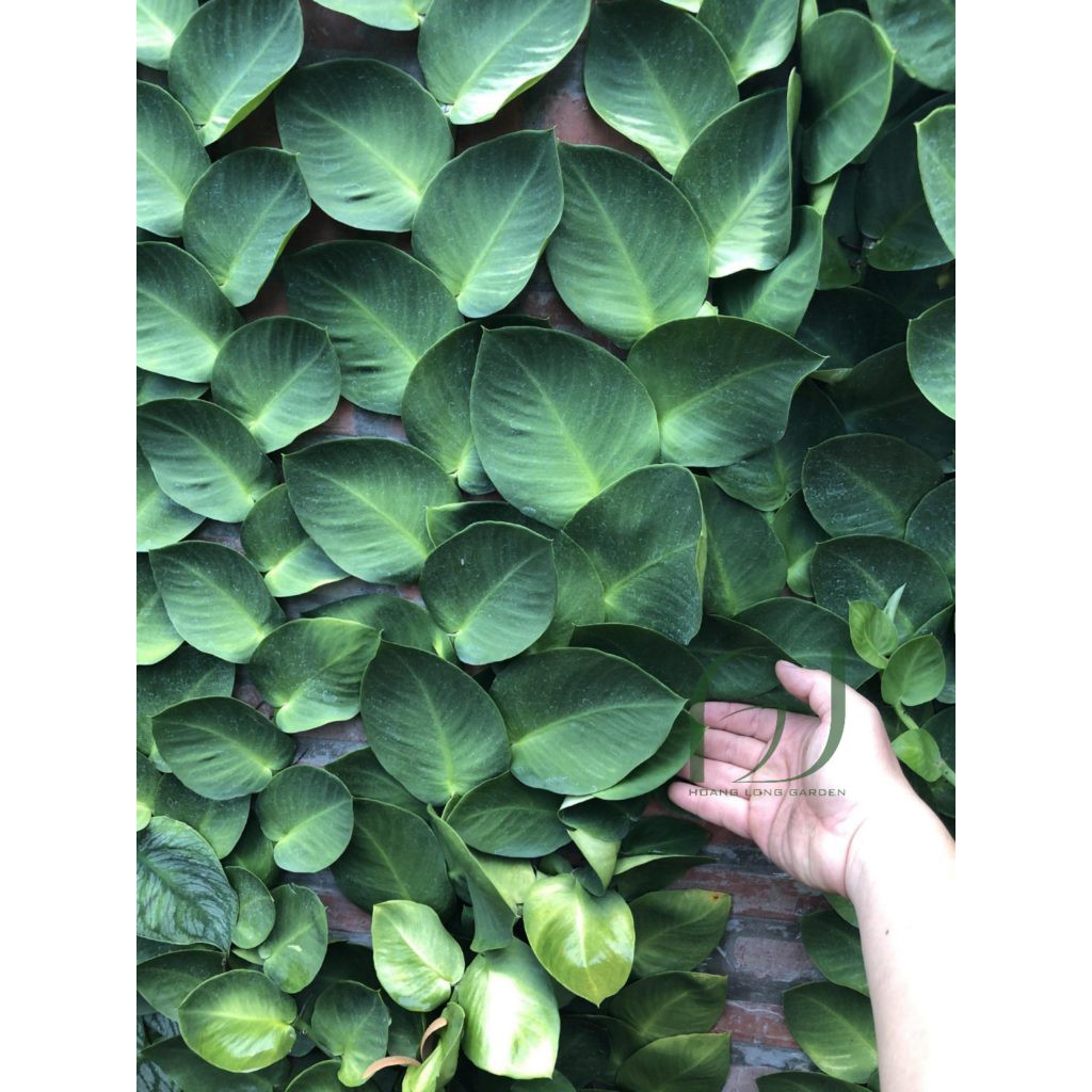 Cây Tắc Kè Thái Leo Tường
