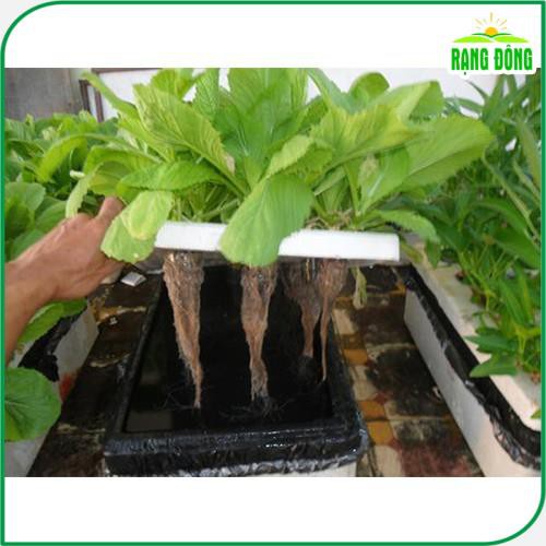 Dung Dịch Thủy Canh HYDROPONIC 500ML 🍥FREESHIP🍥 Dung Dịch Dành Cho Cây Sống Trong Môi Trường Nước