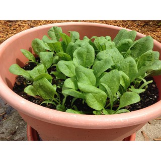 Hạt giống Rau Chân Vịt chịu nhiệt ( Cải Bó Xôi) Gói 20 gram tại Hạt Giống Bốn Mùa