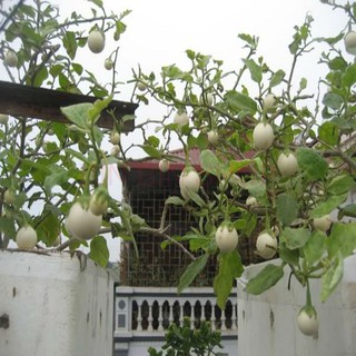 Hạt giống cà pháo trắng -2gr