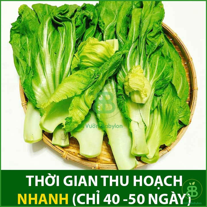 Hạt Giống Cải Bẹ Dưa Cao Sản 10Gr Siêu Giòn