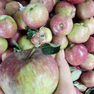 1kg táo đá hà giang