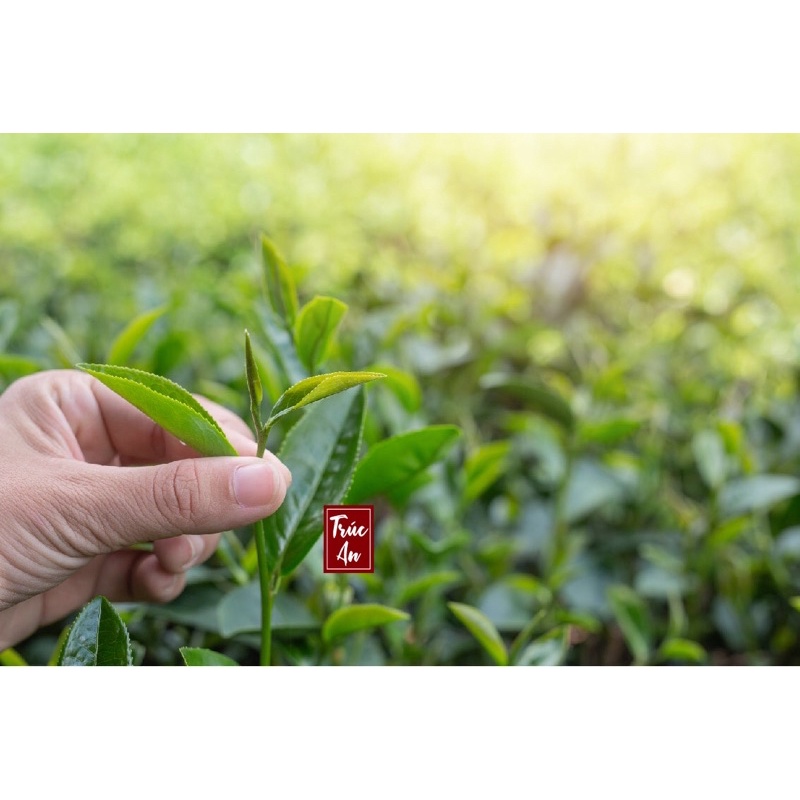 [HOẢ TỐC] Lá trà xanh Đà Lạt organic, hàng sạch, tươi, hái mỗi ngày