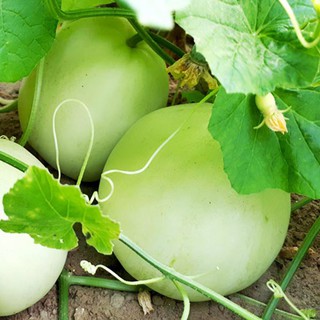 Hạt giống Dưa Lê siêu ngọt (Gói 15 hạt)