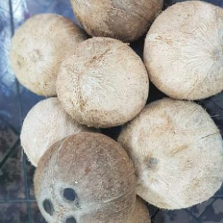 Dừa khô Bến Tre 1 trái