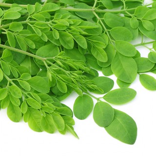 Hạt giống Cây Chùm Ngây