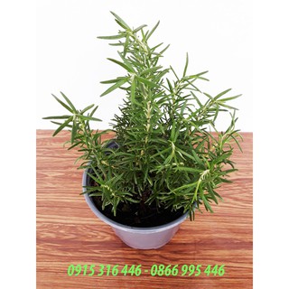 CÂY HƯƠNG THẢO ĐỂ BÀN